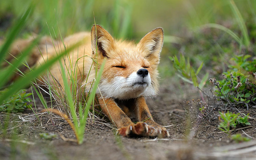 amazing-fox-photos-3.jpg