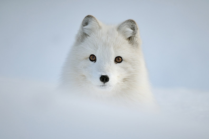 amazing-fox-photos-5.jpg
