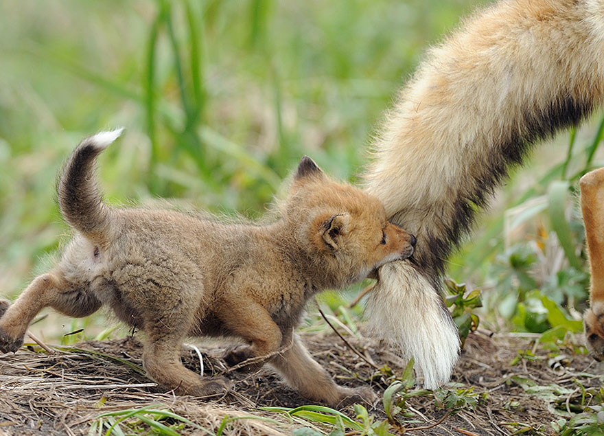 amazing-fox-photos-6.jpg