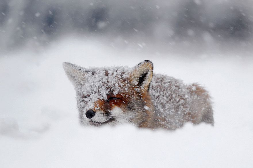 amazing-fox-photos-7.jpg