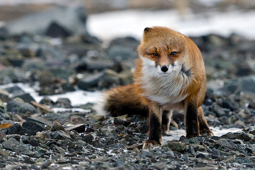 amazing-fox-photos-8.jpg