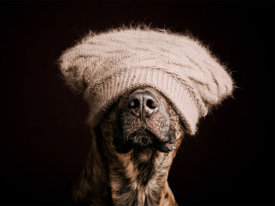 dog-portrait-photography-elke-vogelsang-13