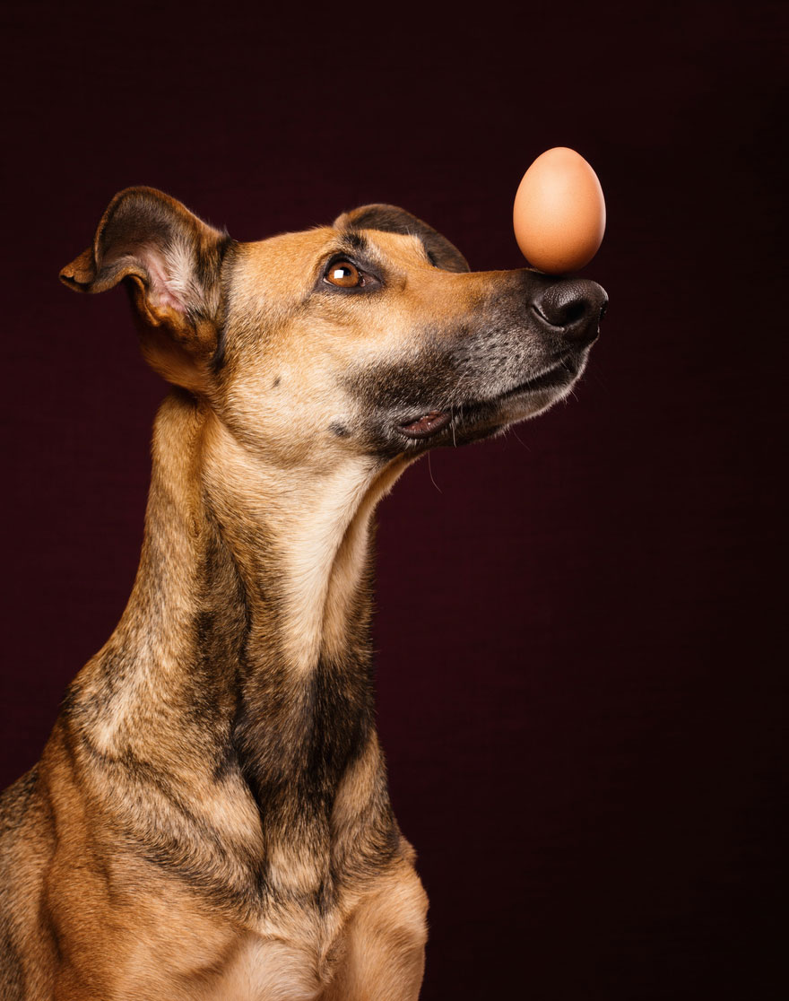 dog-portrait-photography-elke-vogelsang-15