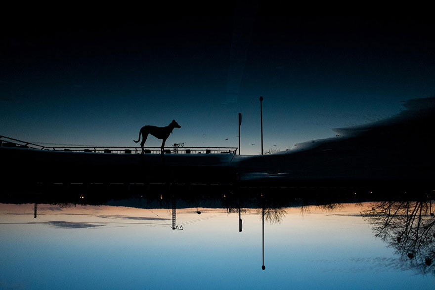 dog-portrait-photography-elke-vogelsang-22