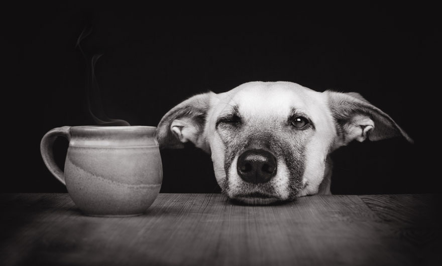 dog-portrait-photography-elke-vogelsang-33