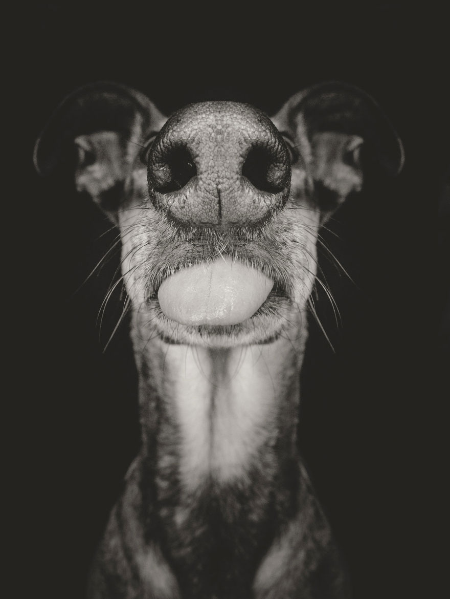 dog-portrait-photography-elke-vogelsang-8