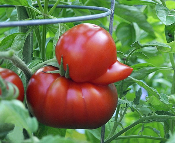 funny-shaped-vegetables-fruits-4