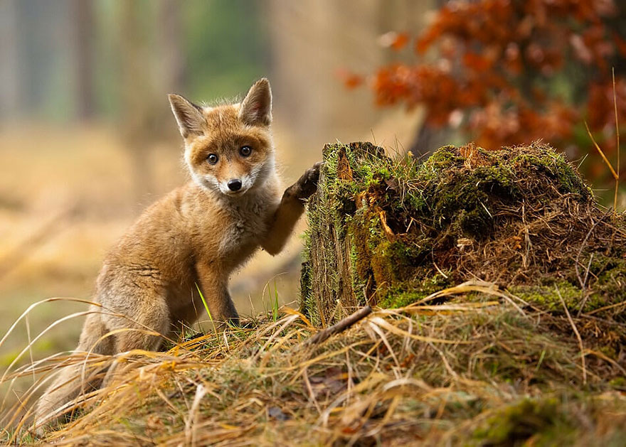 amazing-fox-photos-25