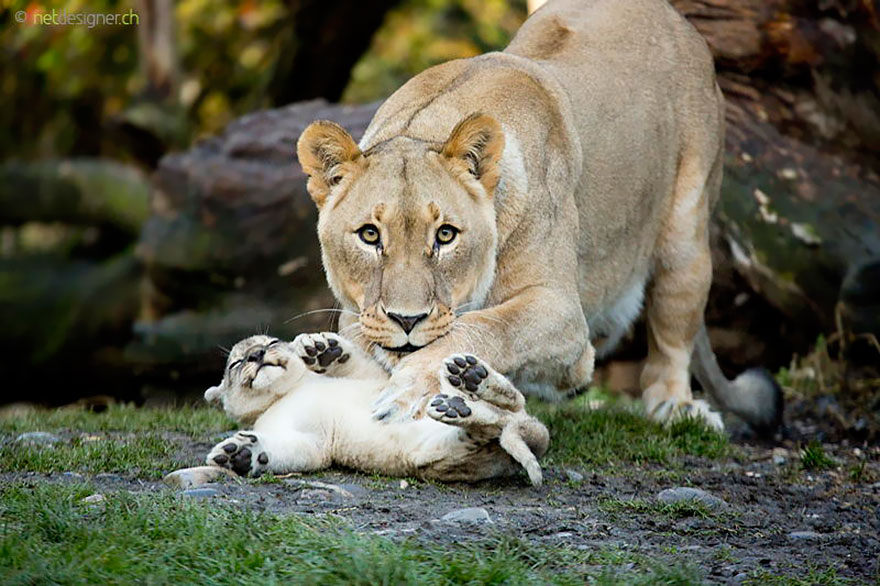 http://www.boredpanda.com/cute-animal-parenting/?image_id=animal-parents-13.jpg