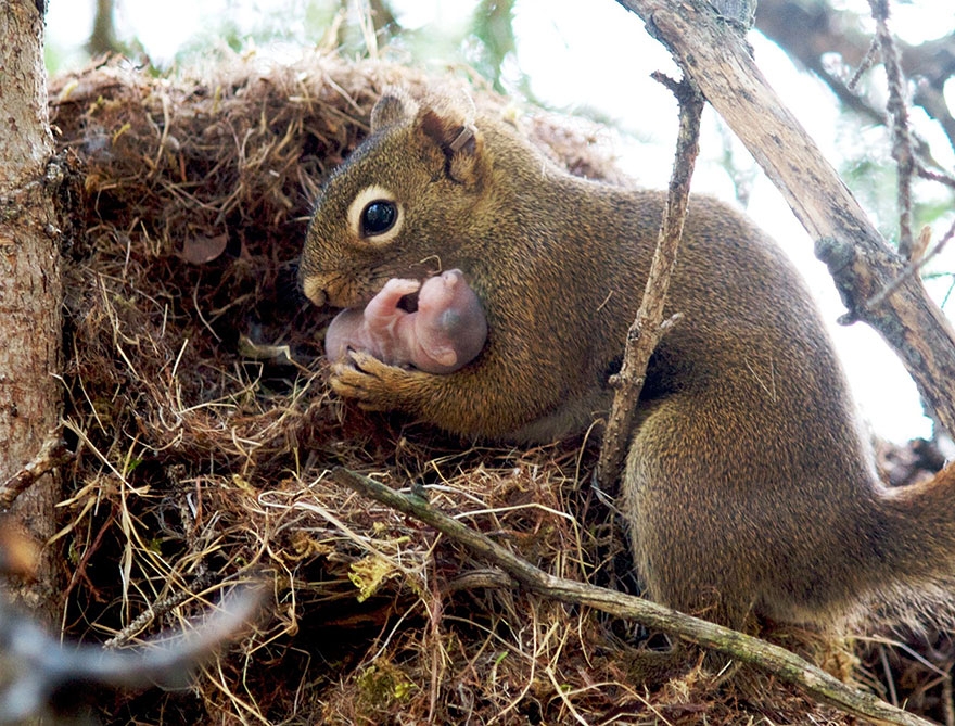 http://www.boredpanda.com/cute-animal-parenting/?image_id=animal-parents-14.jpg