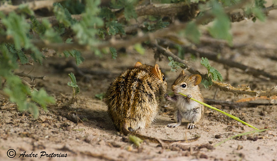 http://www.boredpanda.com/cute-animal-parenting/?image_id=animal-parents-26.jpg