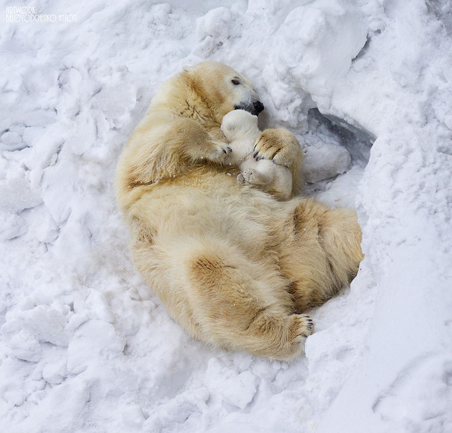 http://www.boredpanda.com/cute-animal-parenting/?image_id=animal-parents-3-2.jpg