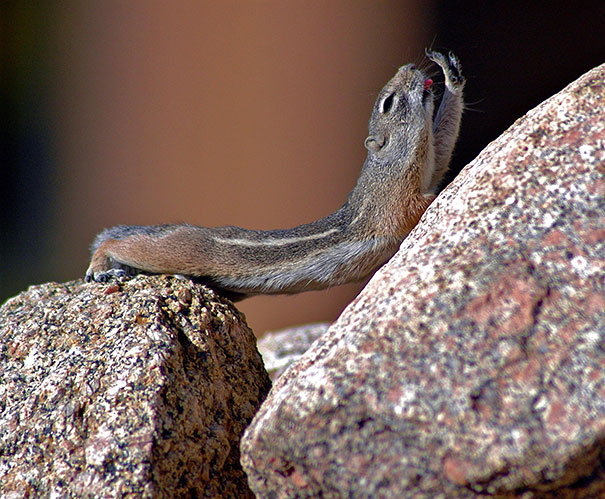 funny-animals-doing-yoga-28