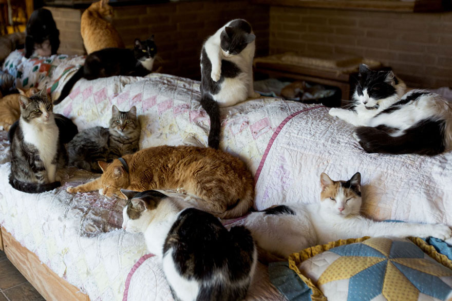 largest-cat-sanctuary-shelter-lynea-lattanzio-19