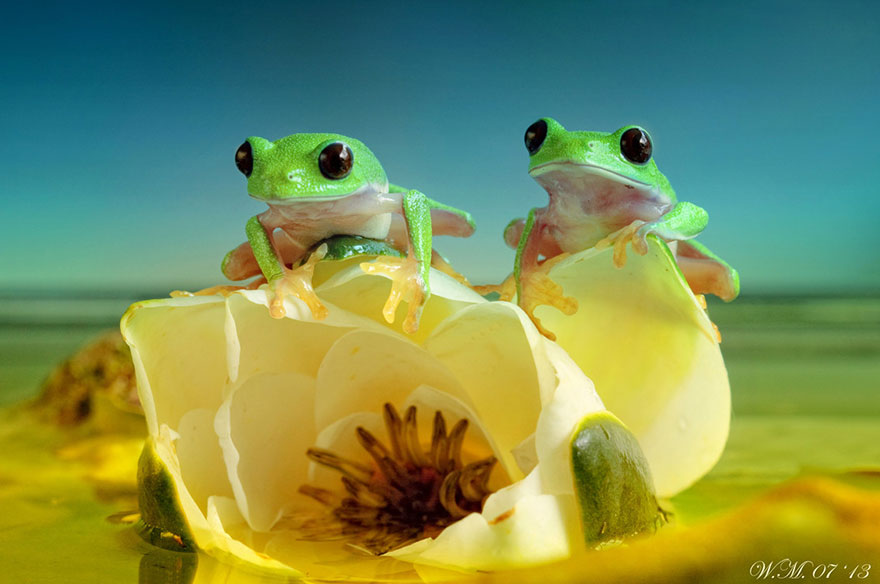 macro-frogs-wil-mijer-15.jpg