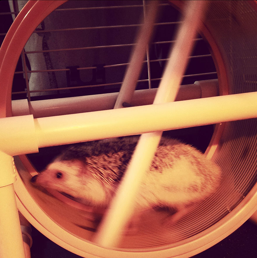 norman-cute-hedgehog-brett-jessie-11