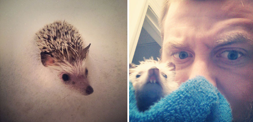 norman-cute-hedgehog-brett-jessie-15