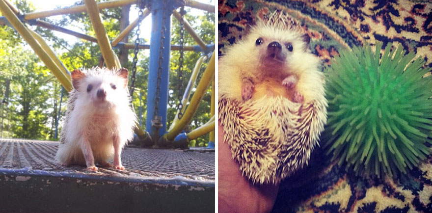 norman-cute-hedgehog-brett-jessie-19