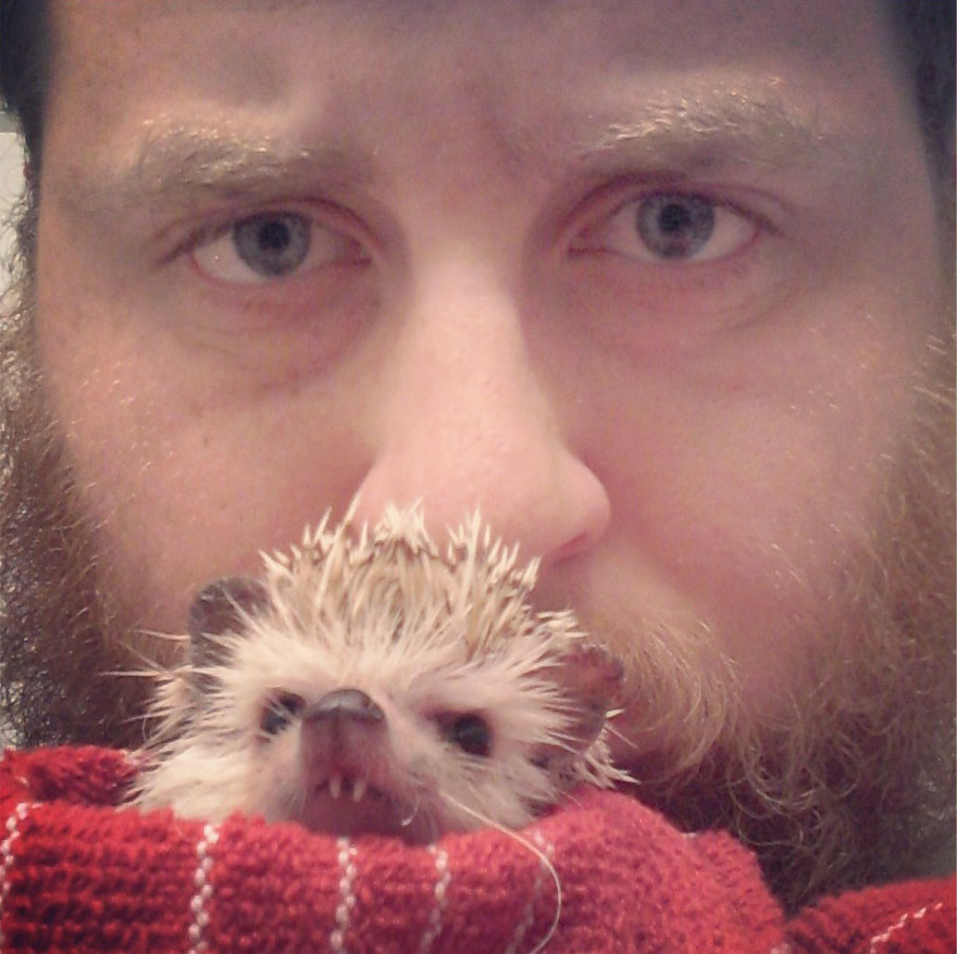 norman-cute-hedgehog-brett-jessie-4