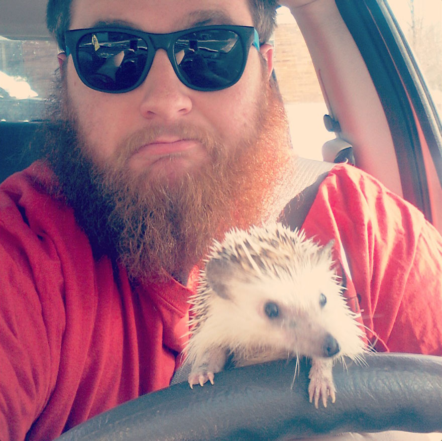 norman-cute-hedgehog-brett-jessie-7