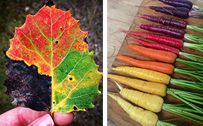 15+ Photos Reveal The Full Spectrum Of Autumn's Colors