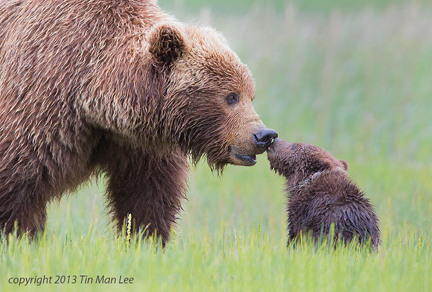 http://www.boredpanda.com/cute-animal-parenting/?image_id=animal-parents-40.jpg