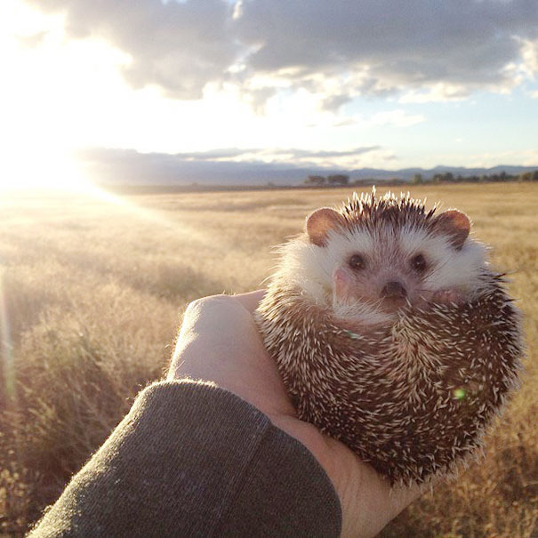 [Bild: biddy-cute-hedgehog-adventures-1.jpg]