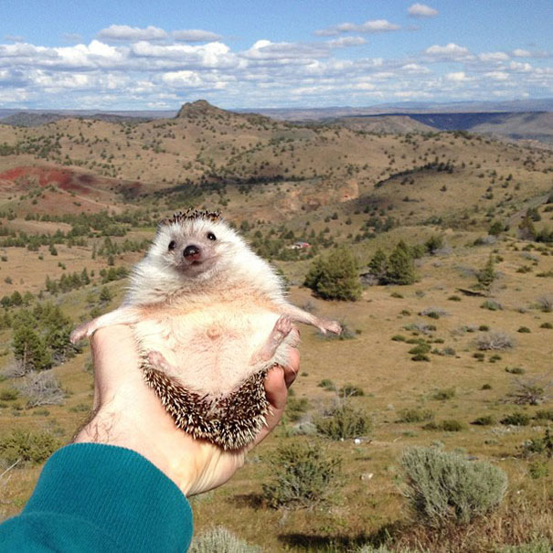 [Bild: biddy-cute-hedgehog-adventures-2.jpg]
