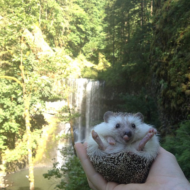 [Bild: biddy-cute-hedgehog-adventures-22.jpg]