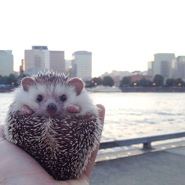 [Bild: biddy-cute-hedgehog-adventures-23.jpg]