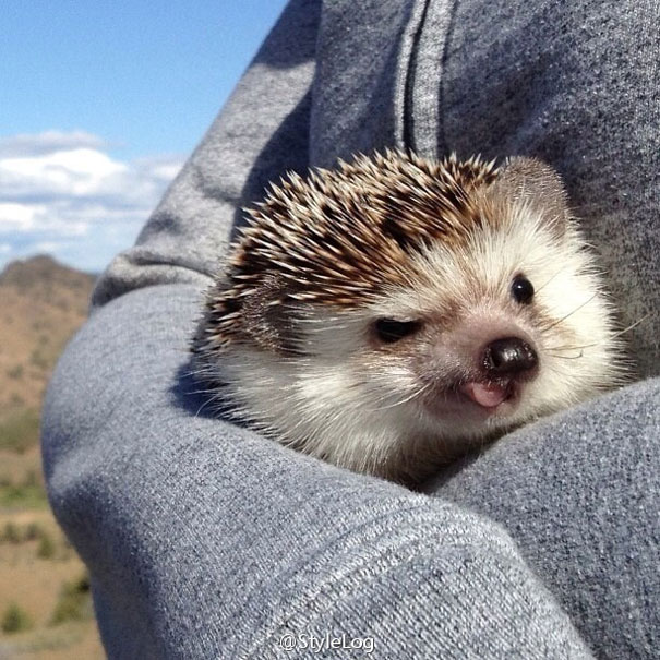 [Bild: biddy-cute-hedgehog-adventures-29.jpg]