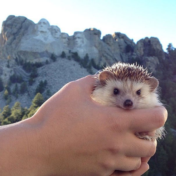 [Bild: biddy-cute-hedgehog-adventures-5.jpg]