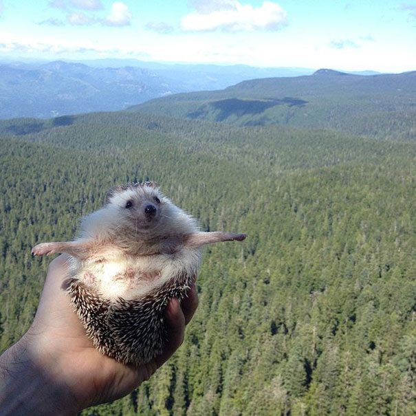 [Bild: biddy-cute-hedgehog-adventures-7.jpg]