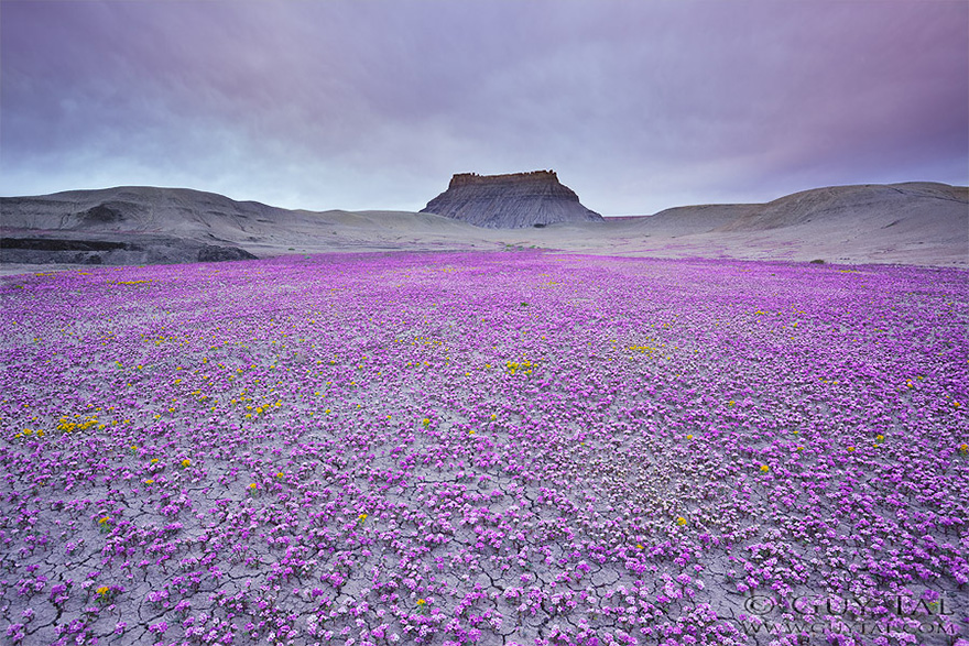 blooming-desert-badlands-utah-1