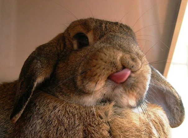 cute-bunnies-tongues-10