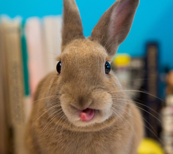 cute-bunnies-tongues-14
