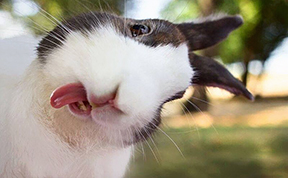 20 Adorable Bunnies Sticking Their Tongues Out 