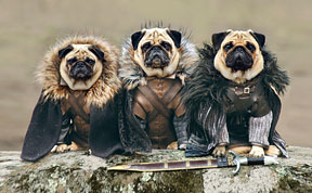 The Pugs Of Westeros: Three Pugs Re-enact Game Of Thrones