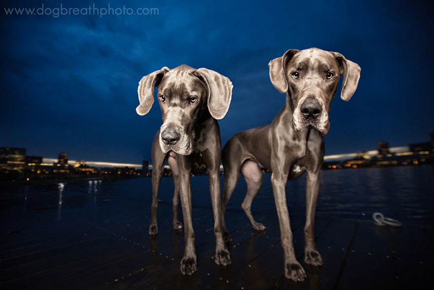 dogs-dog-breath-photography-kaylee-greer-10