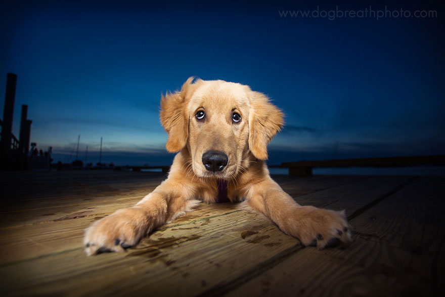 dogs-dog-breath-photography-kaylee-greer-13