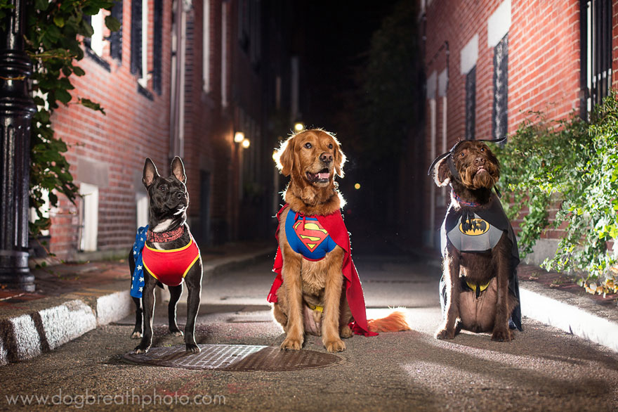 dogs-dog-breath-photography-kaylee-greer-16