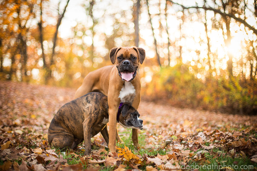 dogs-dog-breath-photography-kaylee-greer-18