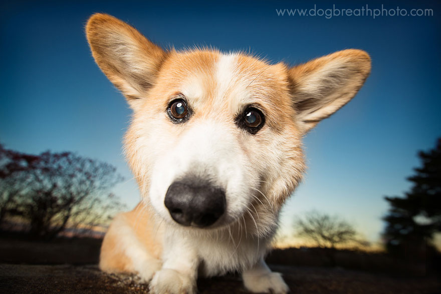 dogs-dog-breath-photography-kaylee-greer-20