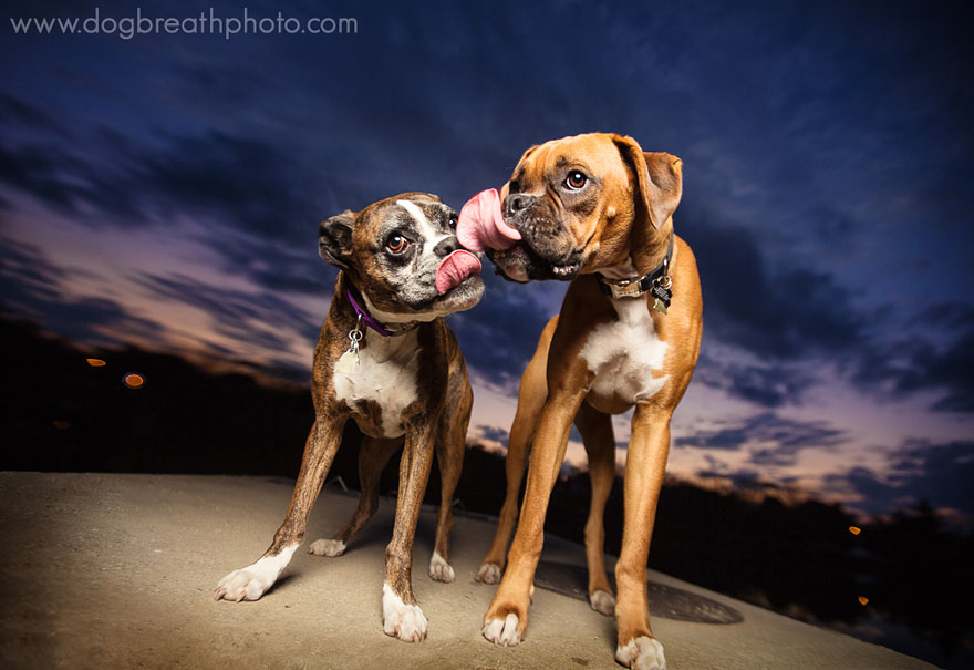 dogs-dog-breath-photography-kaylee-greer-29