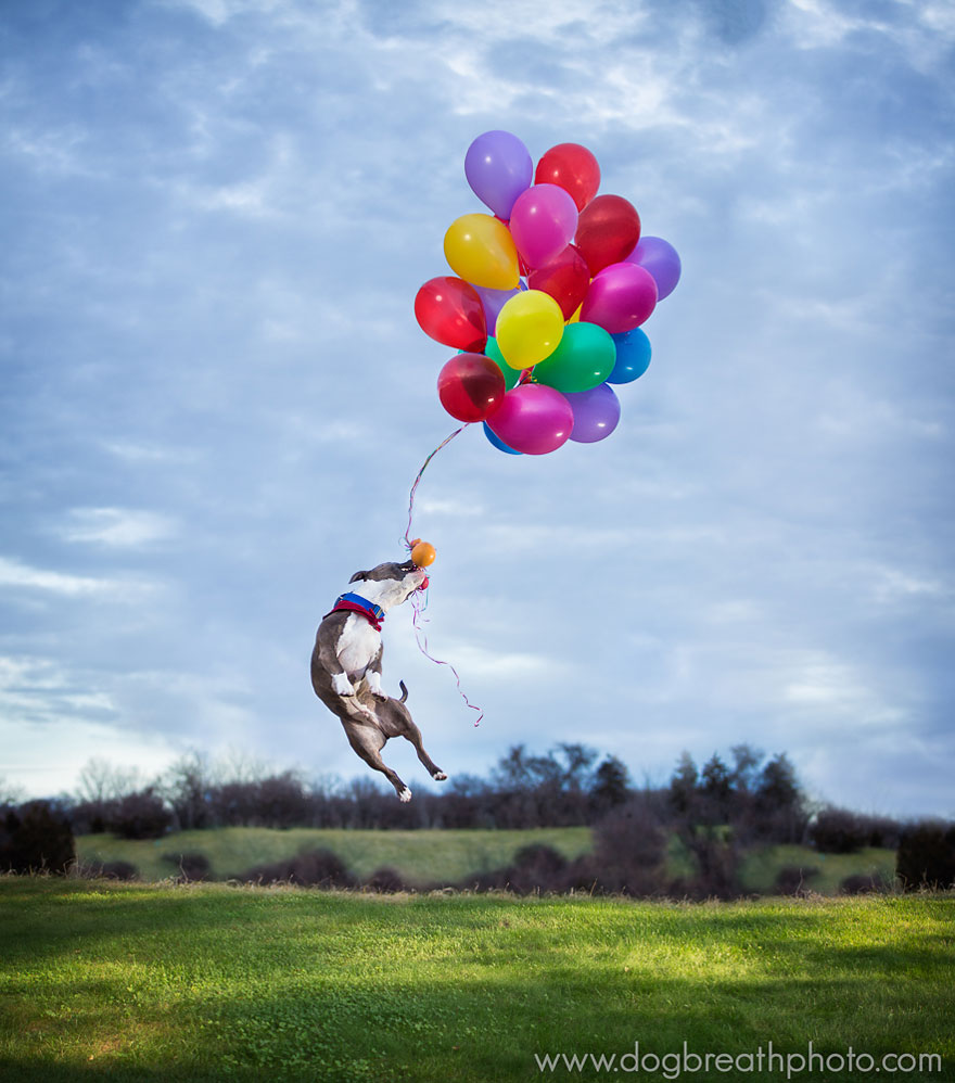 dogs-dog-breath-photography-kaylee-greer-3