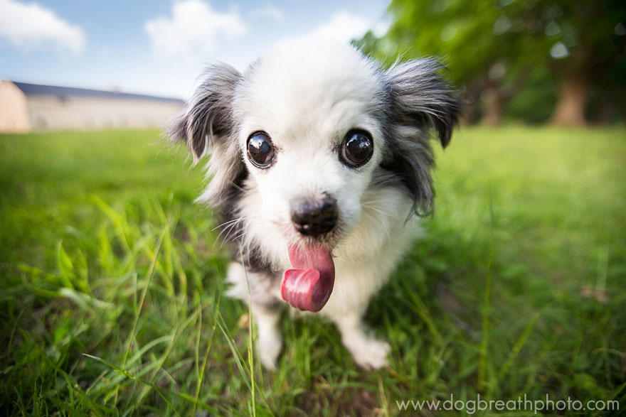 dogs-dog-breath-photography-kaylee-greer-4