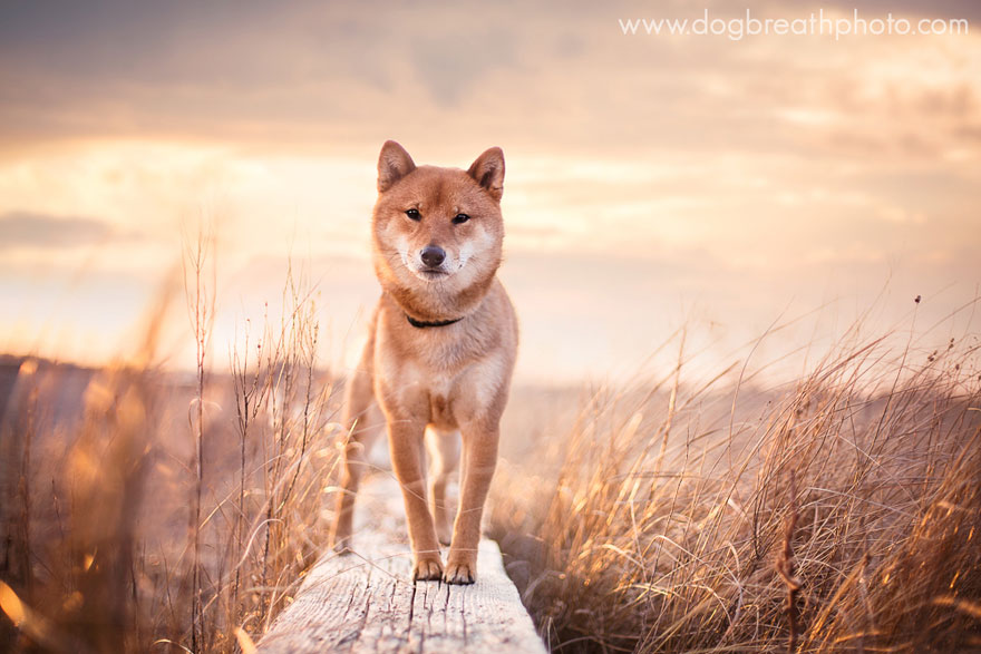 dogs-dog-breath-photography-kaylee-greer-7