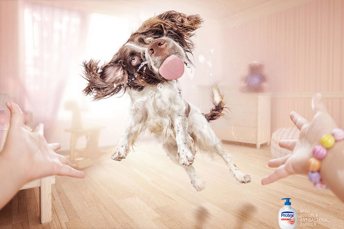 funny-ads-with-animals-15