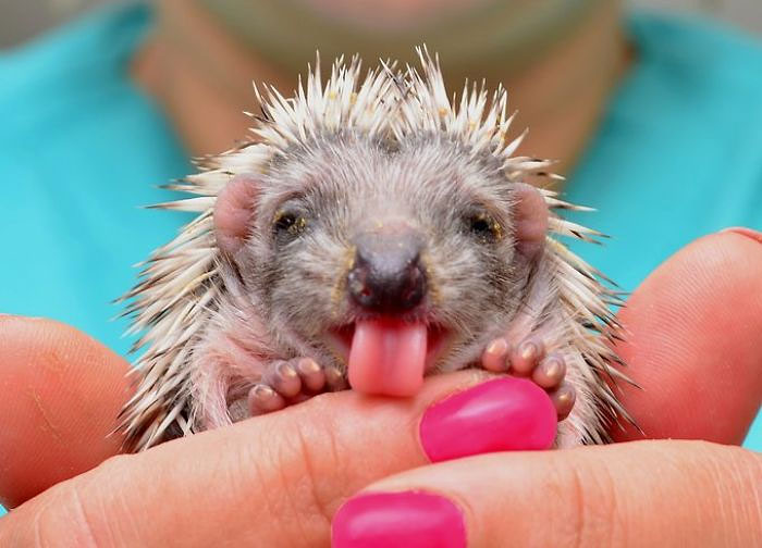 funny-animals-sticking-tongues-5
