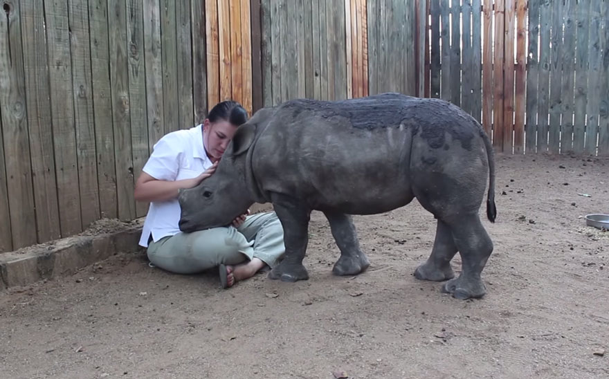 gertje-baby-rhino-rescue-hoedspruit-endangered-species-centre-1